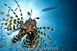 common lionfish (pterois miles) taken in Middle Garden. by Stephan Kerkhofs 